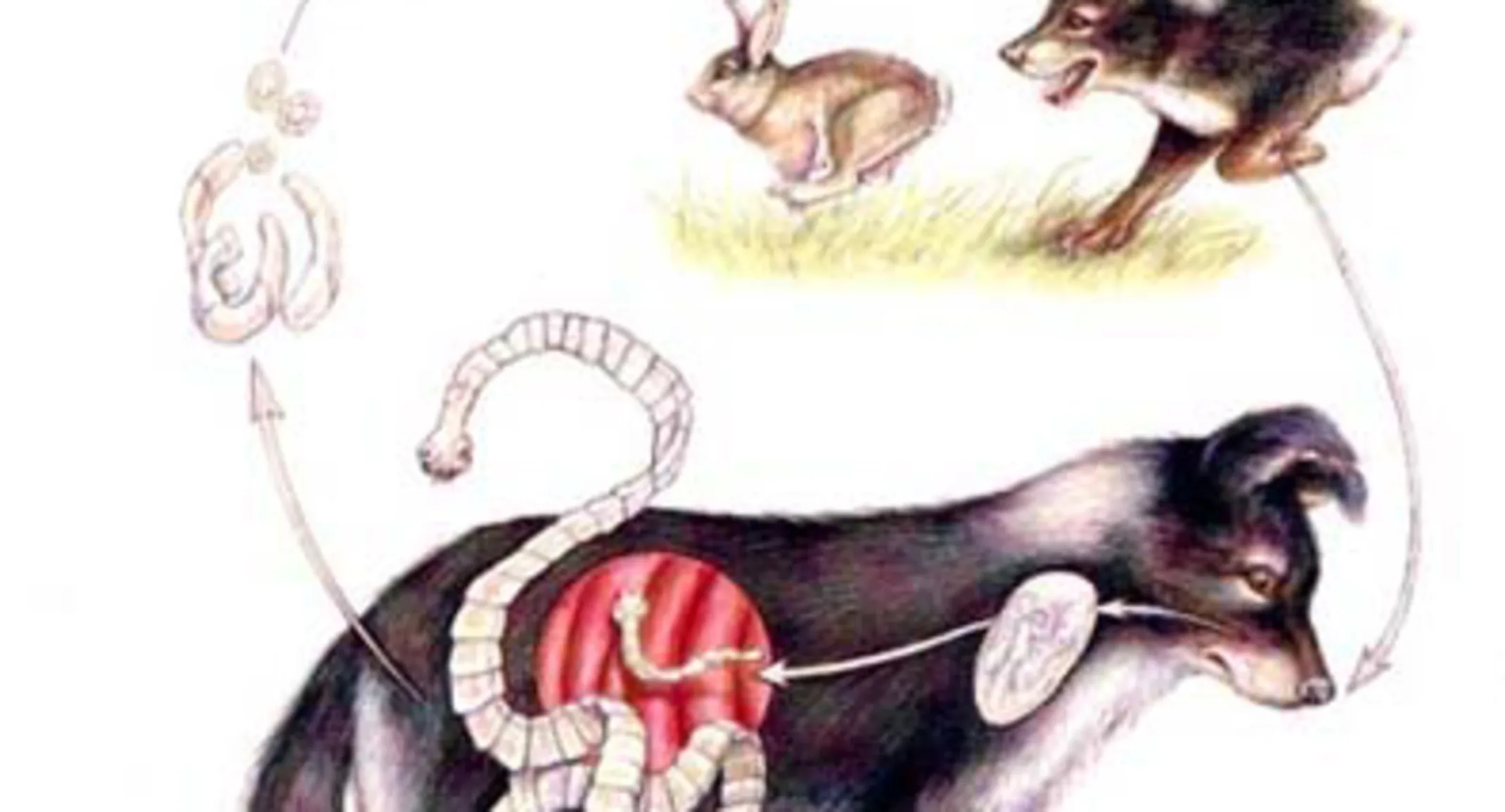 Dog with Tapeworm Dog with Tapeworm