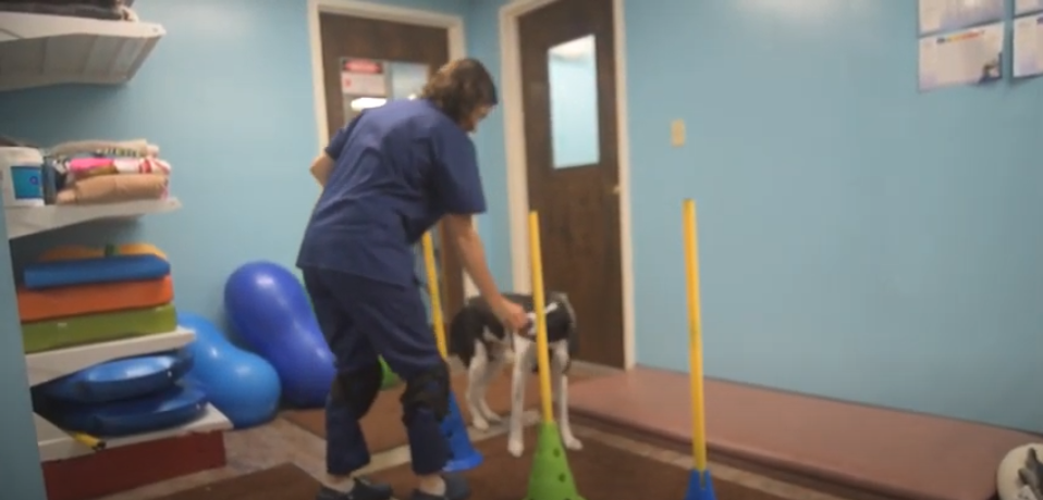 Pittsburgh Premier Veterinary Care Strength Exercises with cones