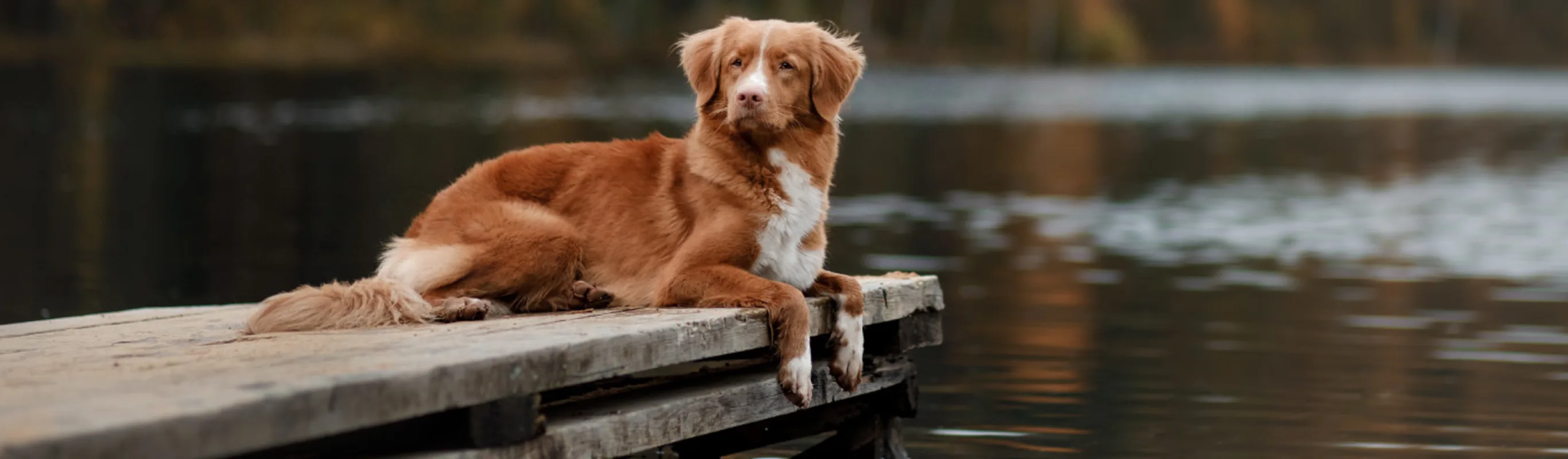 Dog on Dock at Lake Dog on Dock at Lake