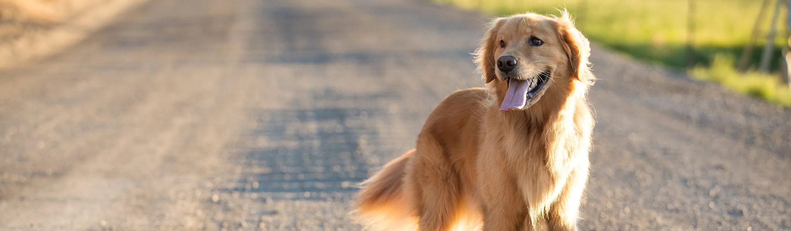 Golden Dog standing on in the middle of a gravel road and being happy Golden Dog standing on in the middle of a gravel road and being happy
