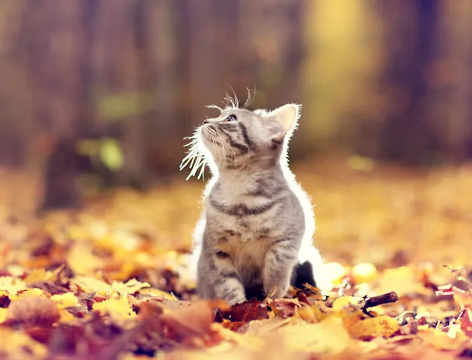Cat sitting in a field of leaves. Cat sitting in a field of leaves.