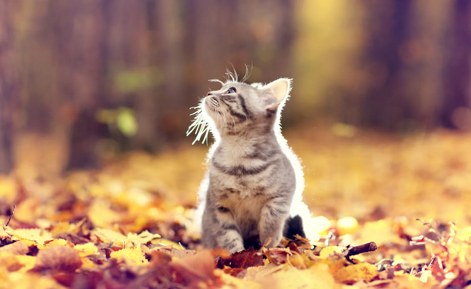 Cat sitting in a field of leaves.