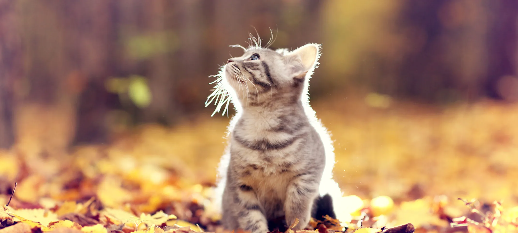 Cat sitting in a field of leaves.