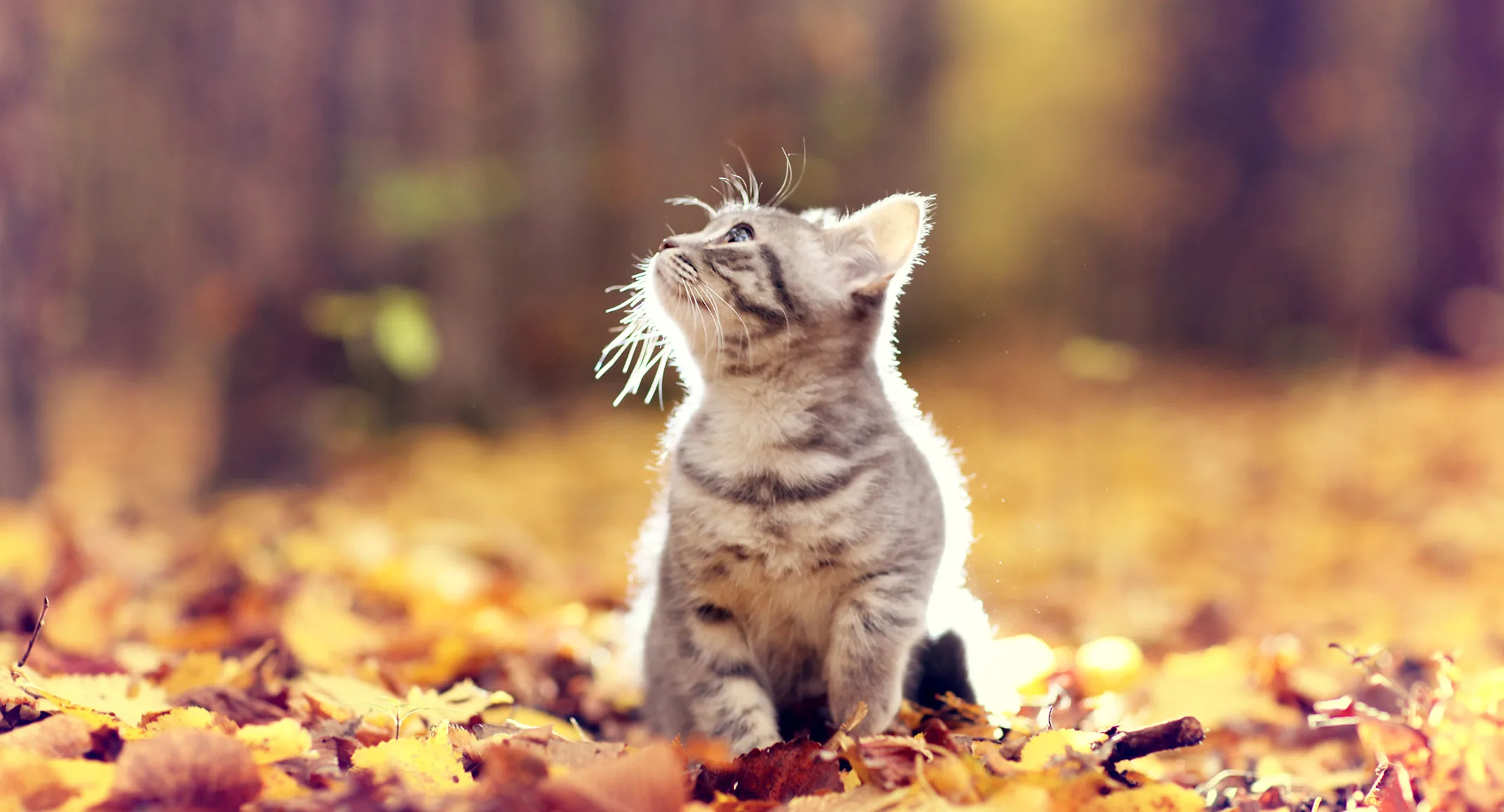 Cat sitting in a field of leaves. Cat sitting in a field of leaves.