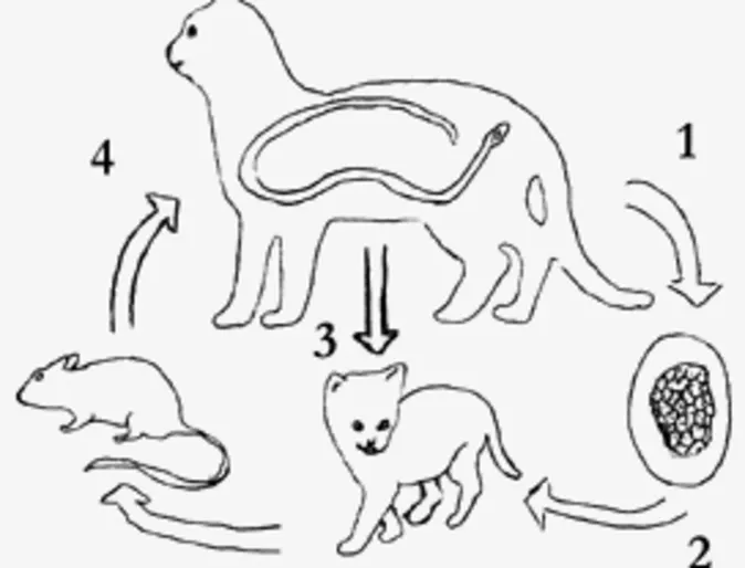 Roundworms in Cats diagram Roundworms in Cats diagram