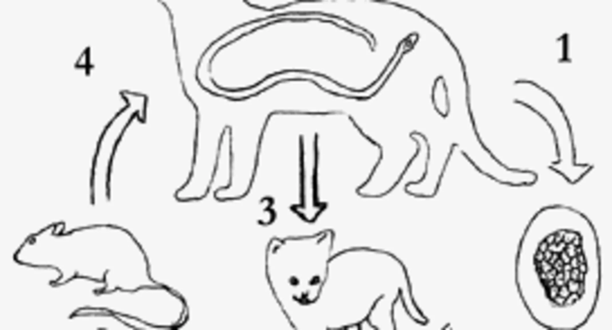 Roundworms in Cats diagram Roundworms in Cats diagram