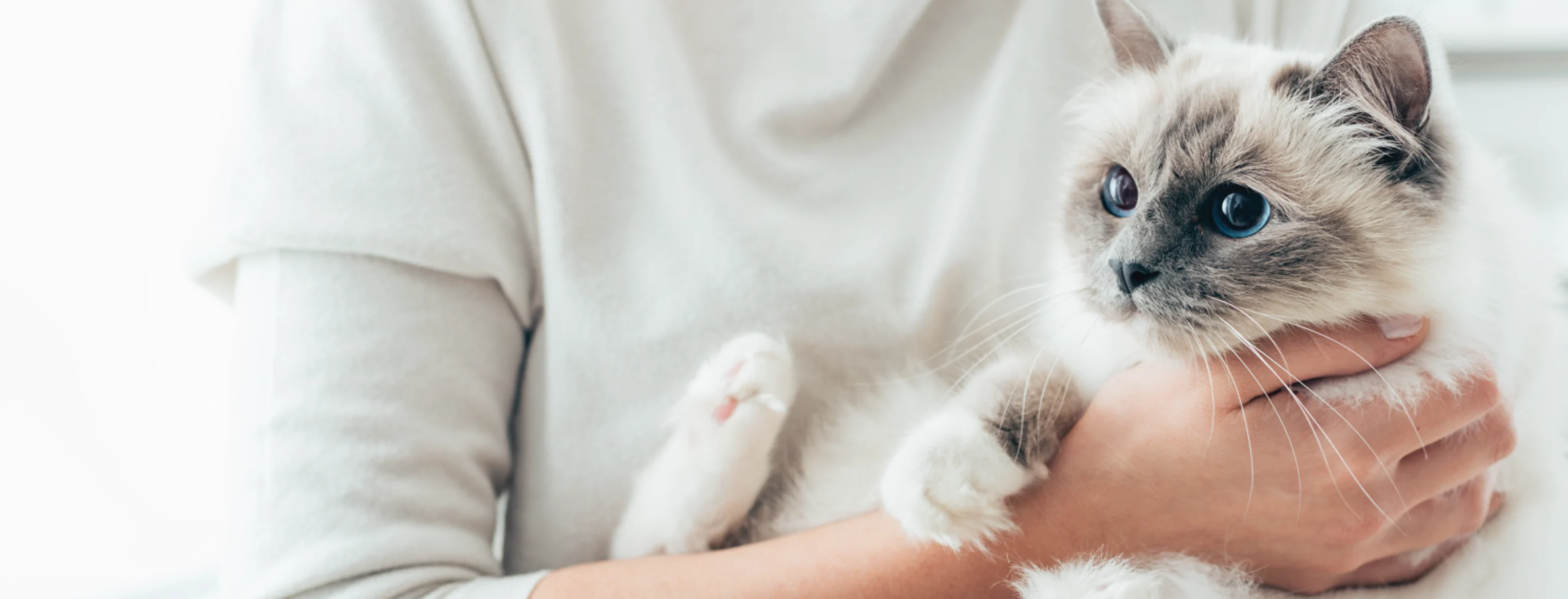 White cat with woman holding it White cat with woman holding it