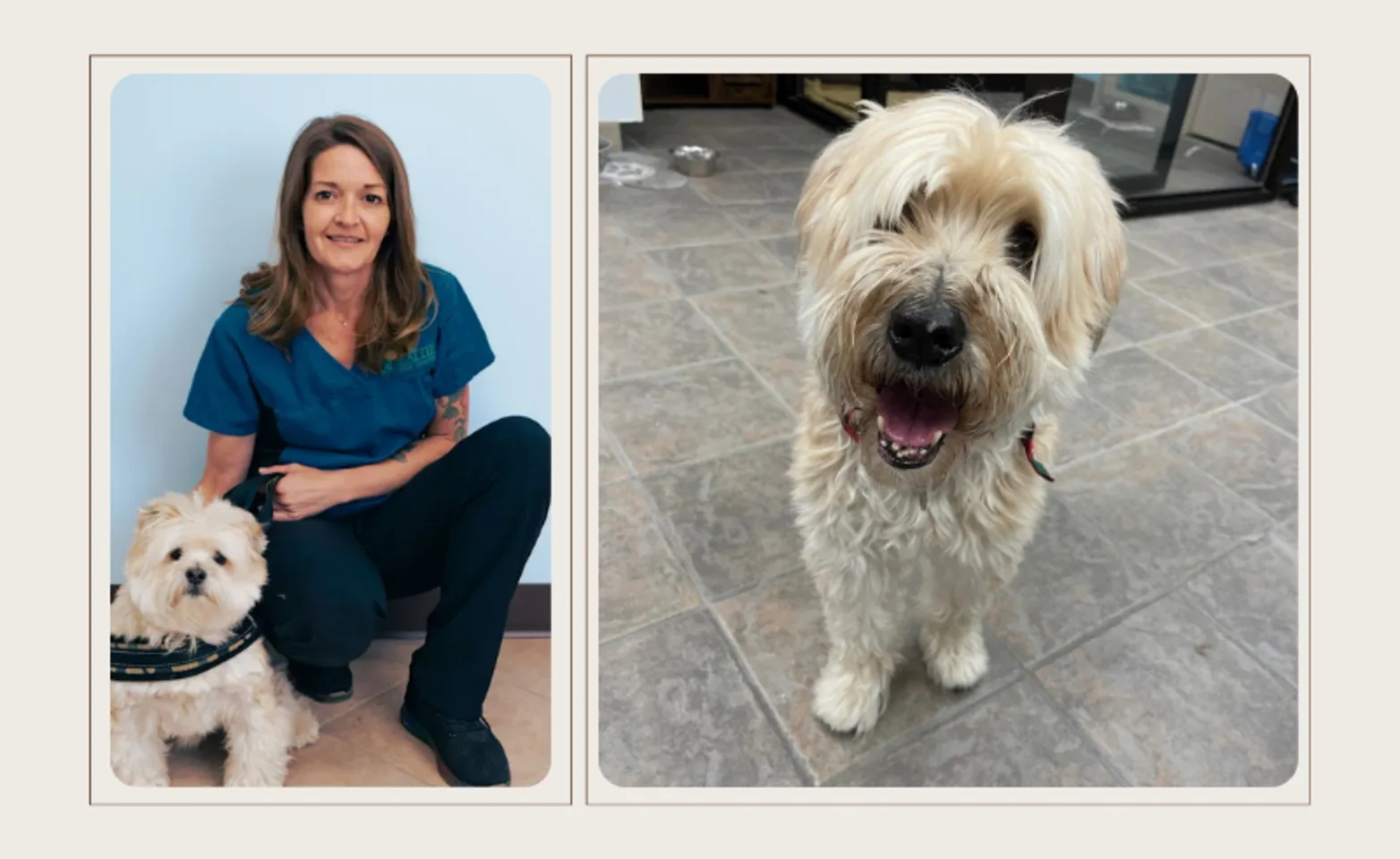 Groomer & Two Dogs Groomer & Two Dogs