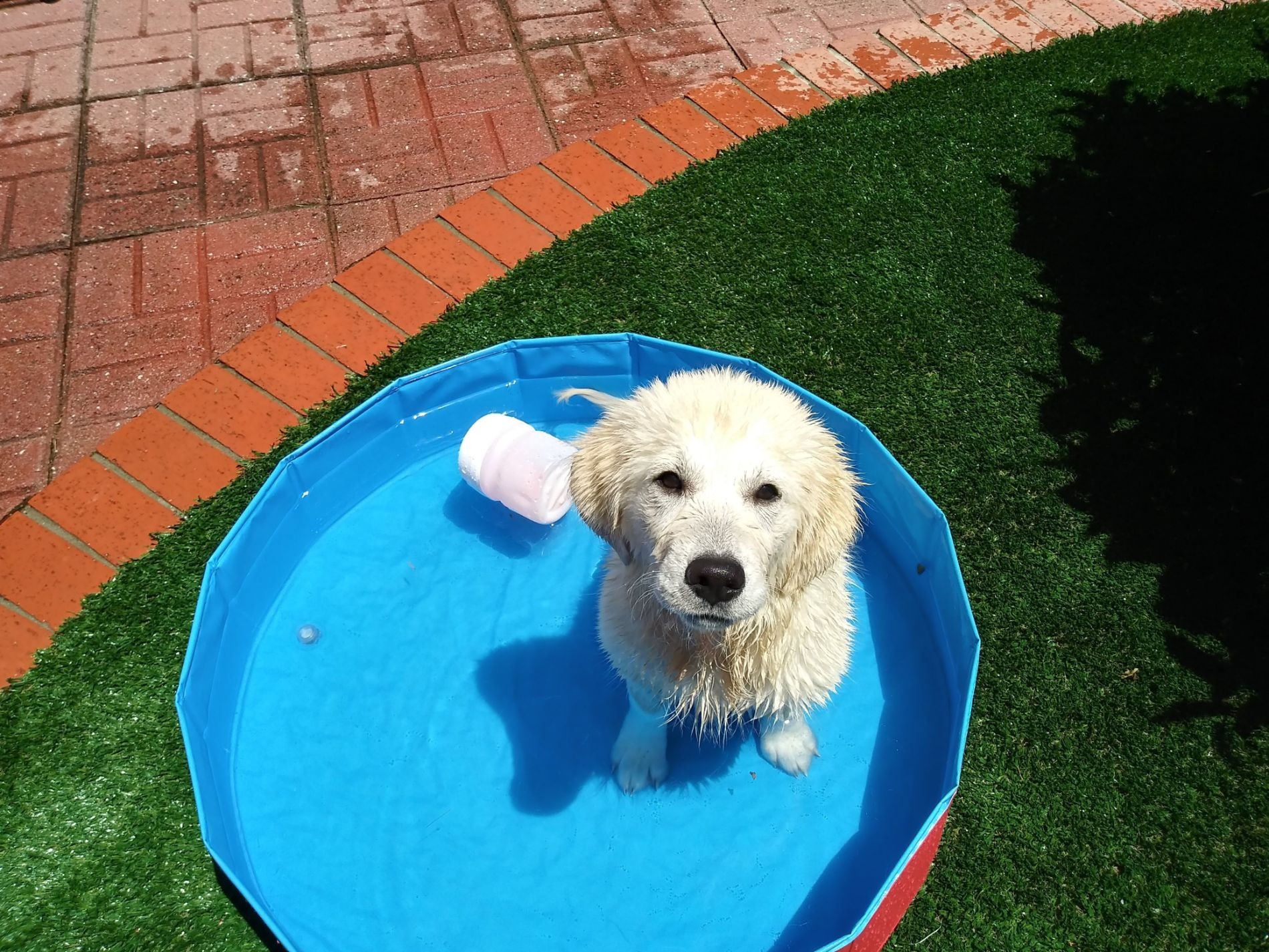  Dog enjoying the pool