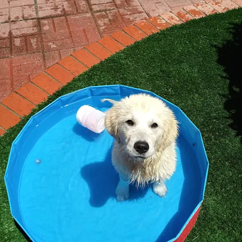 Dog enjoying the pool Dog enjoying the pool