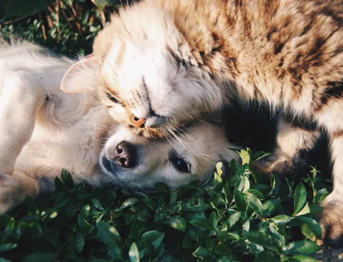 A dog and cat outside cuddling in the grass
