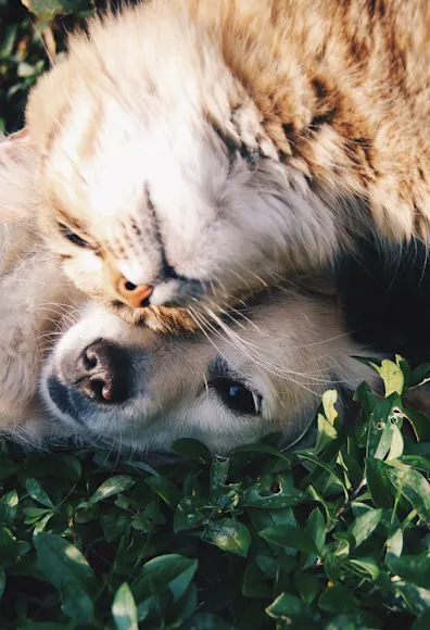 A dog and cat outside cuddling in the grass