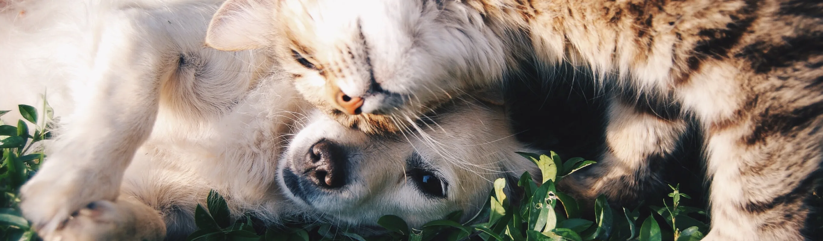 A dog and cat outside cuddling in the grass