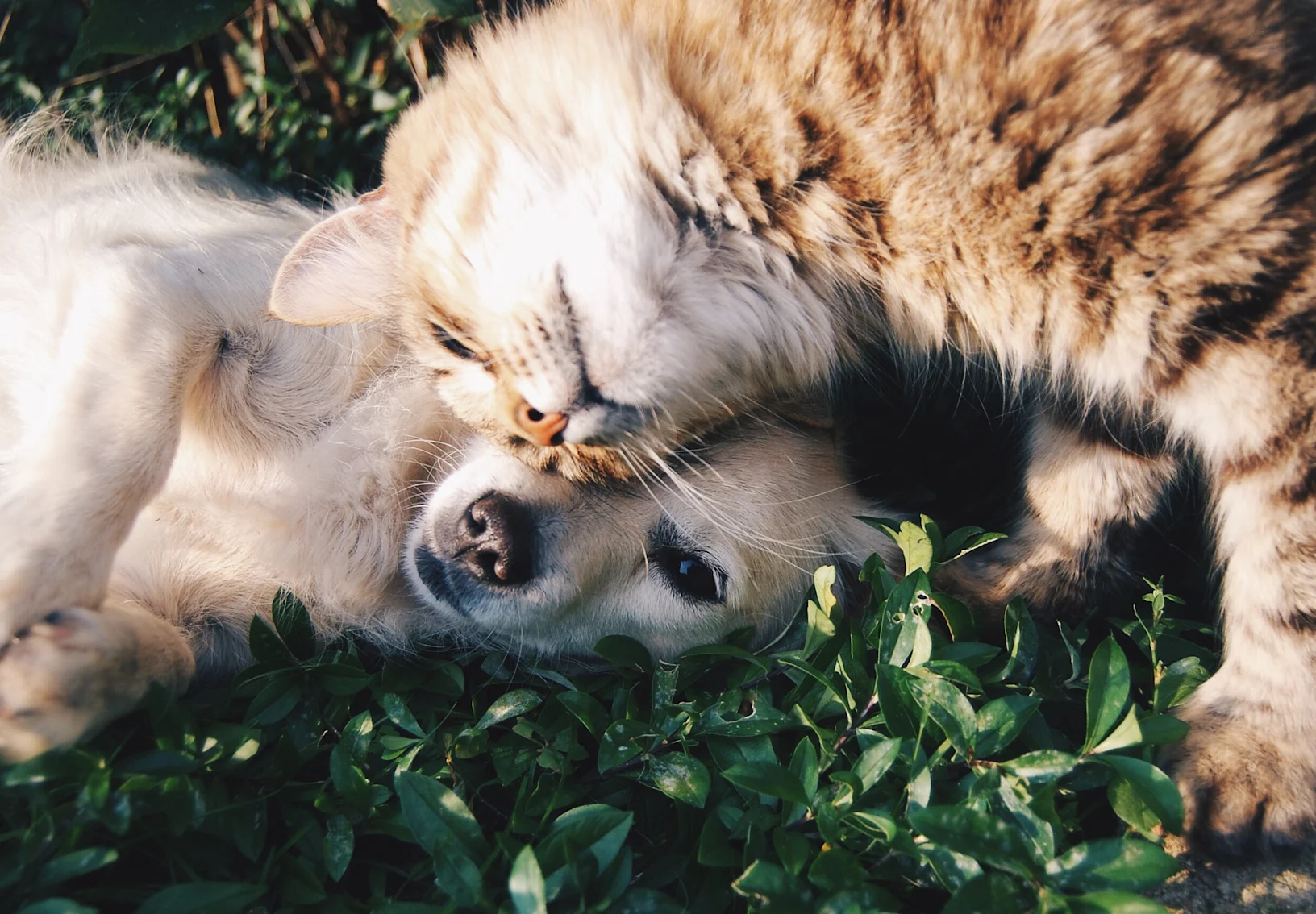 A dog and cat outside cuddling in the grass