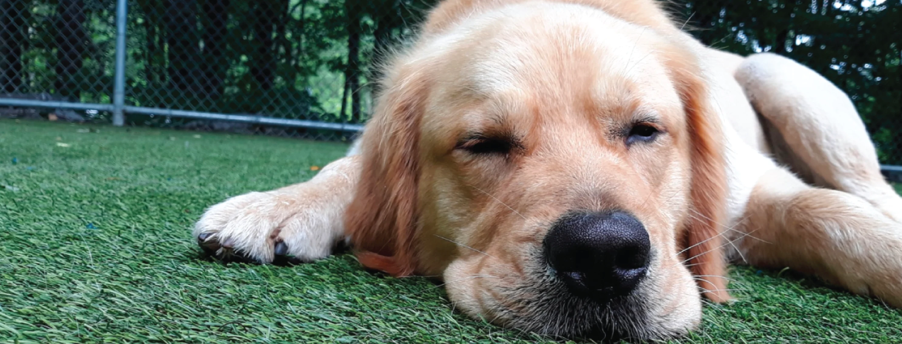 Dog laying down sleeping on grass