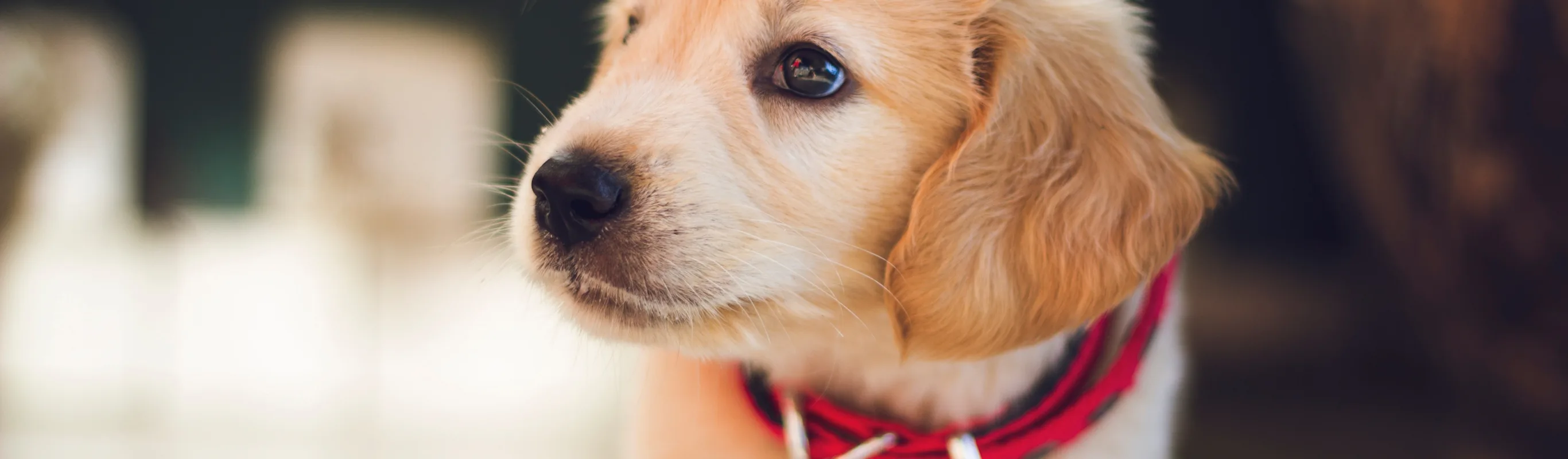 Puppy with a red collar