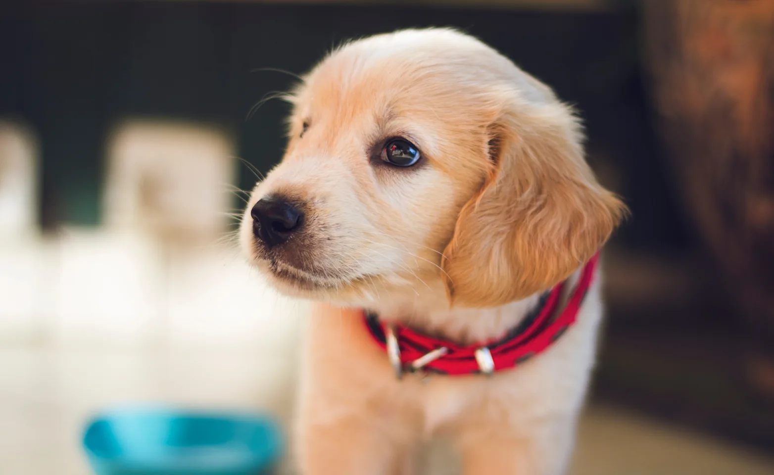 Puppy with a red collar Puppy with a red collar