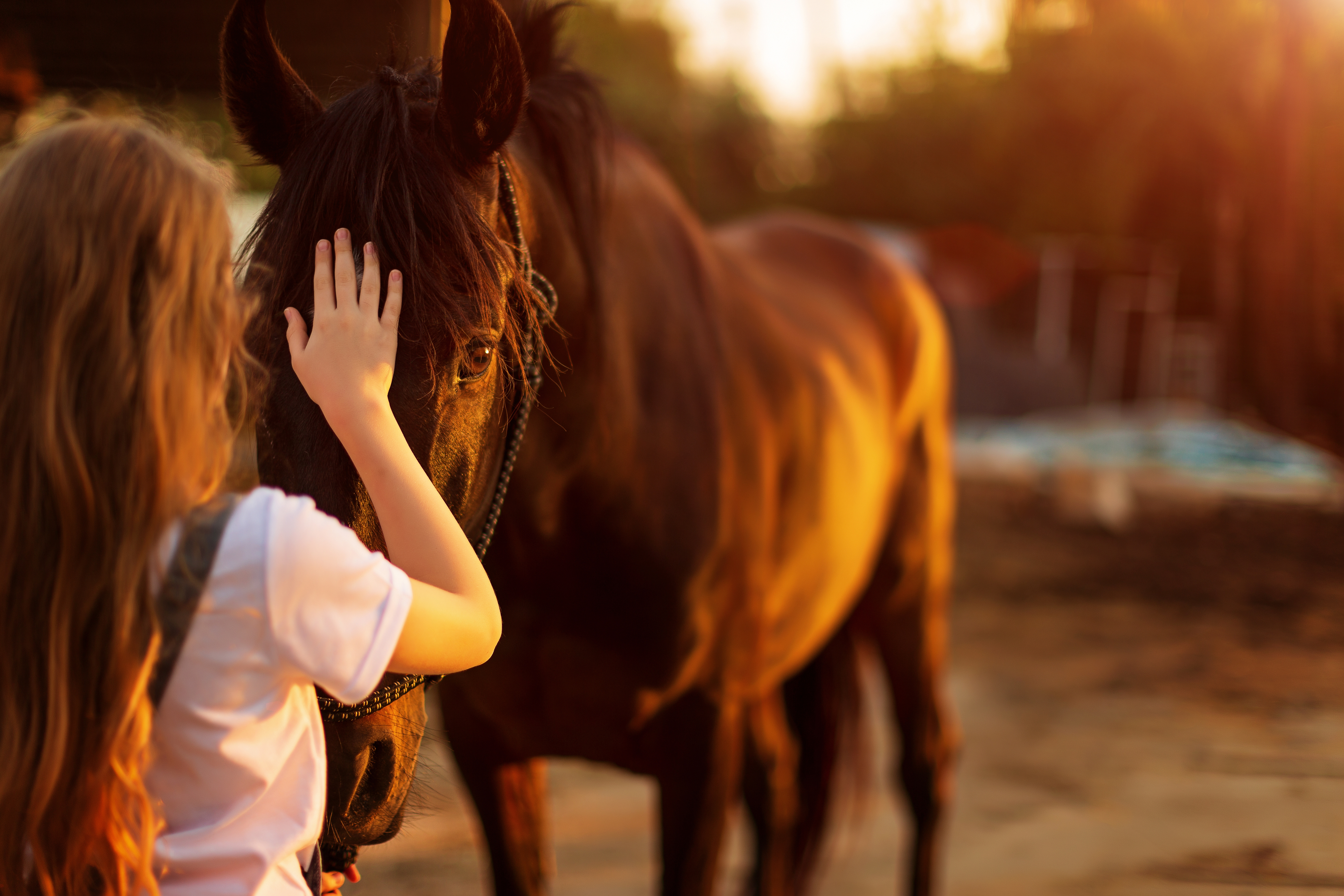Woman petting horse