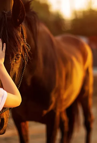 Woman petting horse