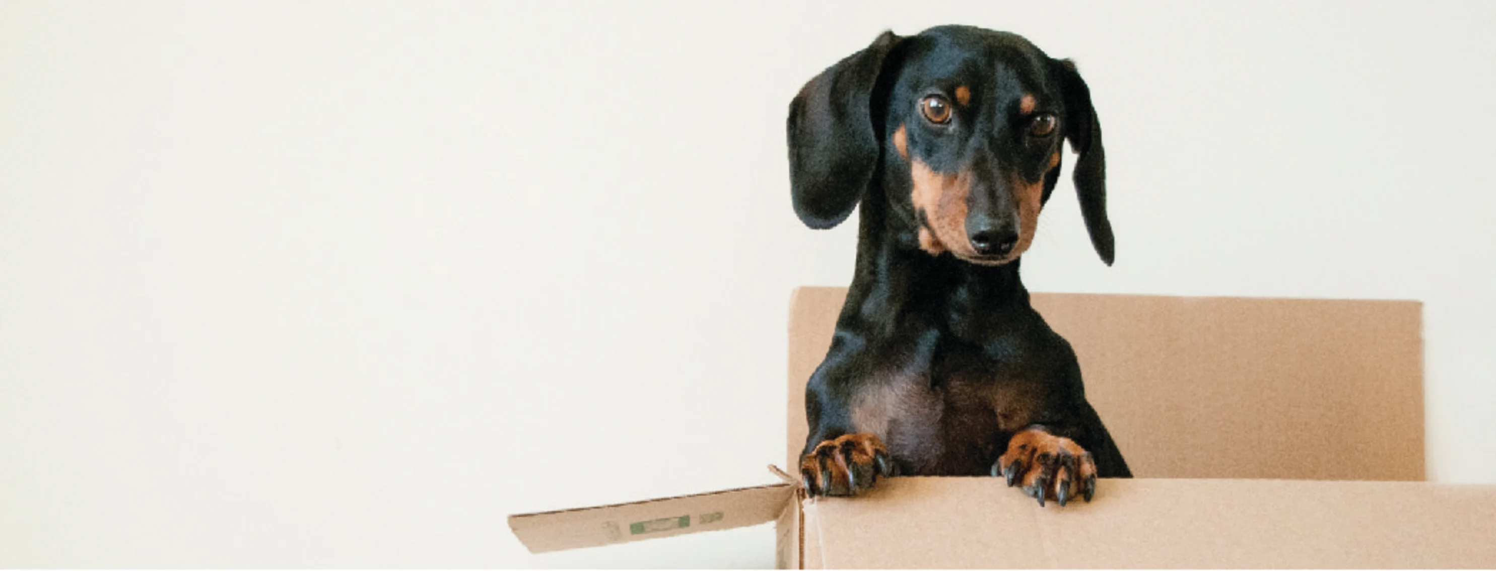 dog in a box 