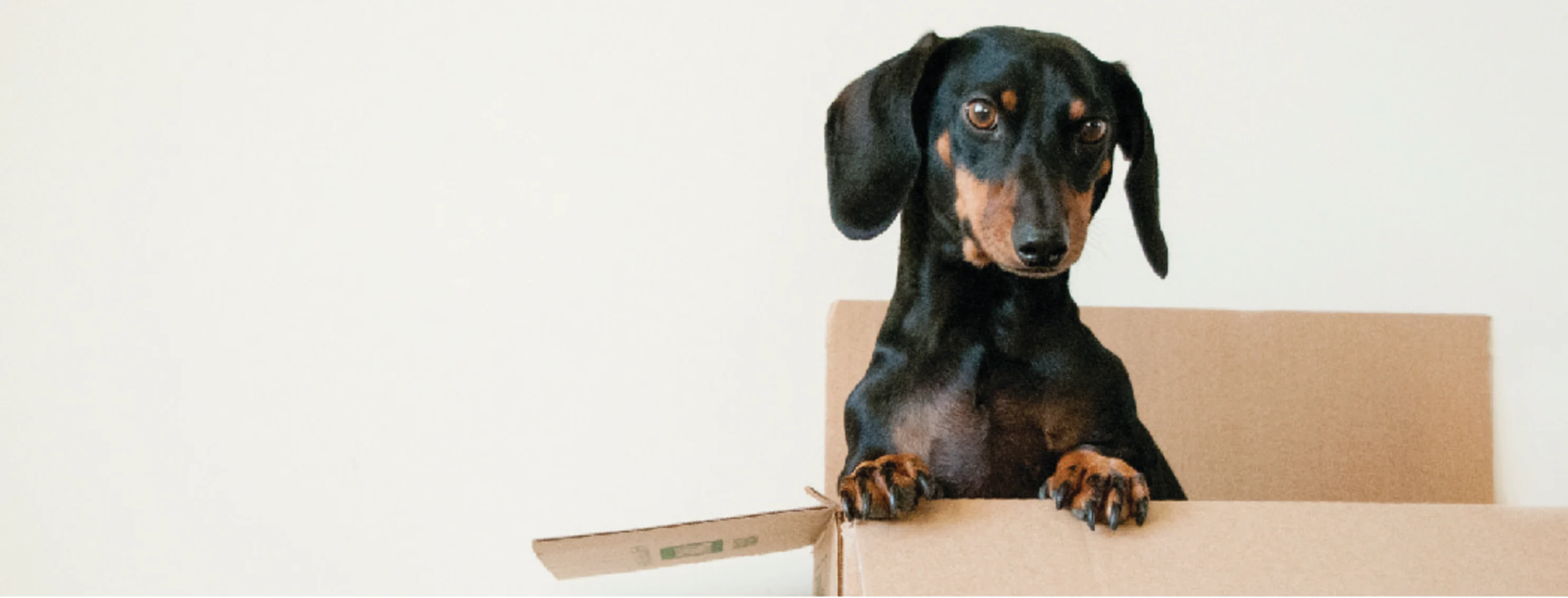 dog in a box dog in a box
