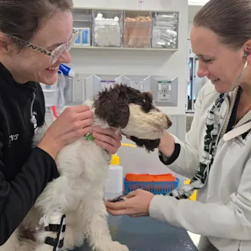 Dr. Jones and staff member examining a dog Dr. Jones and staff member examining a dog