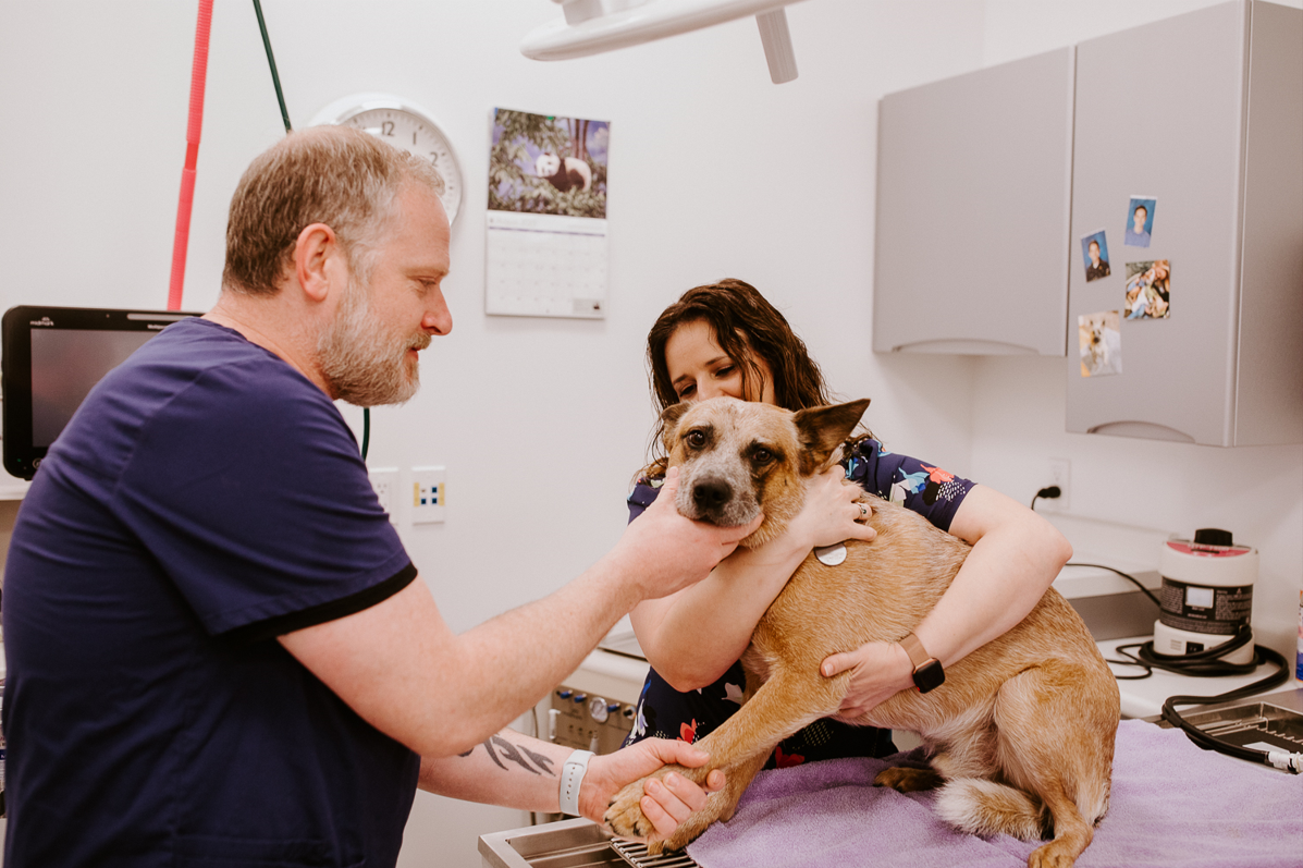 Frontier Village Veterinary Clinic staff members working with a dog on an exam table
