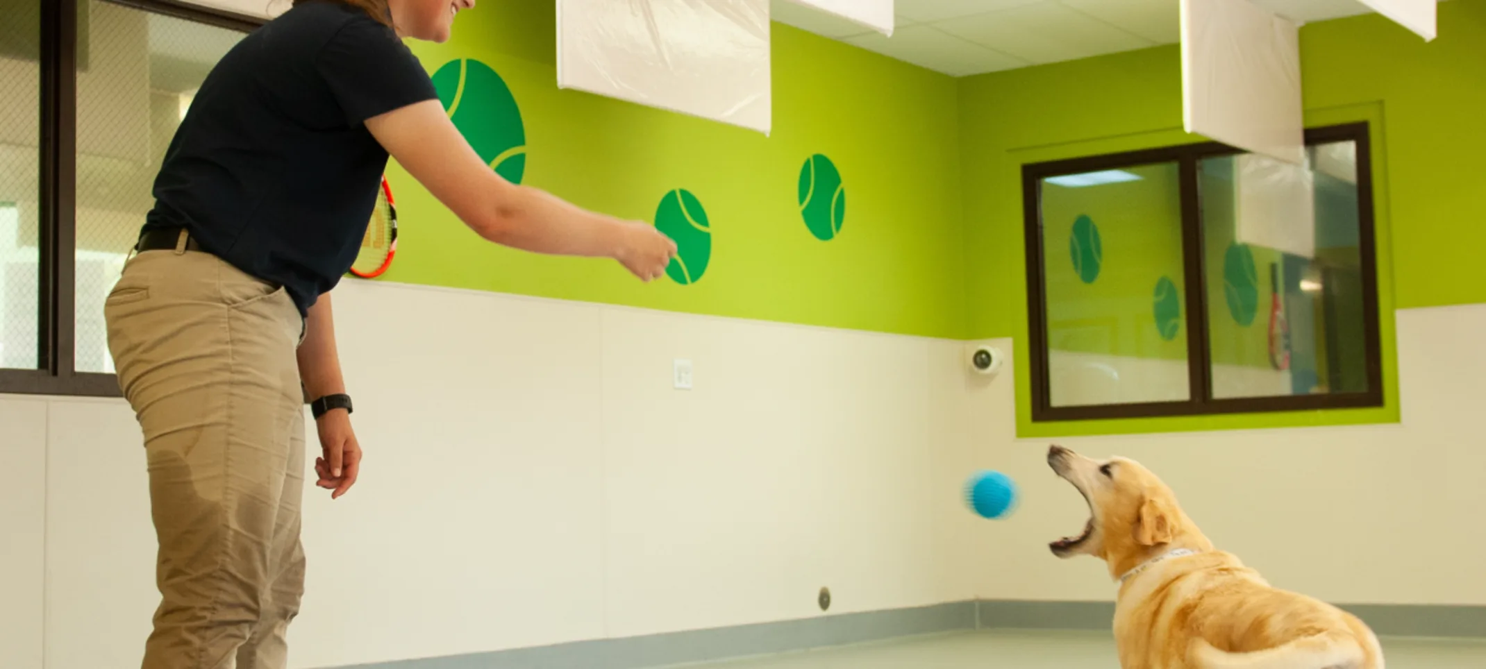 Dog catching ball Dog catching ball