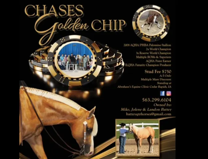 Chases Golden Chip, a light brown horse