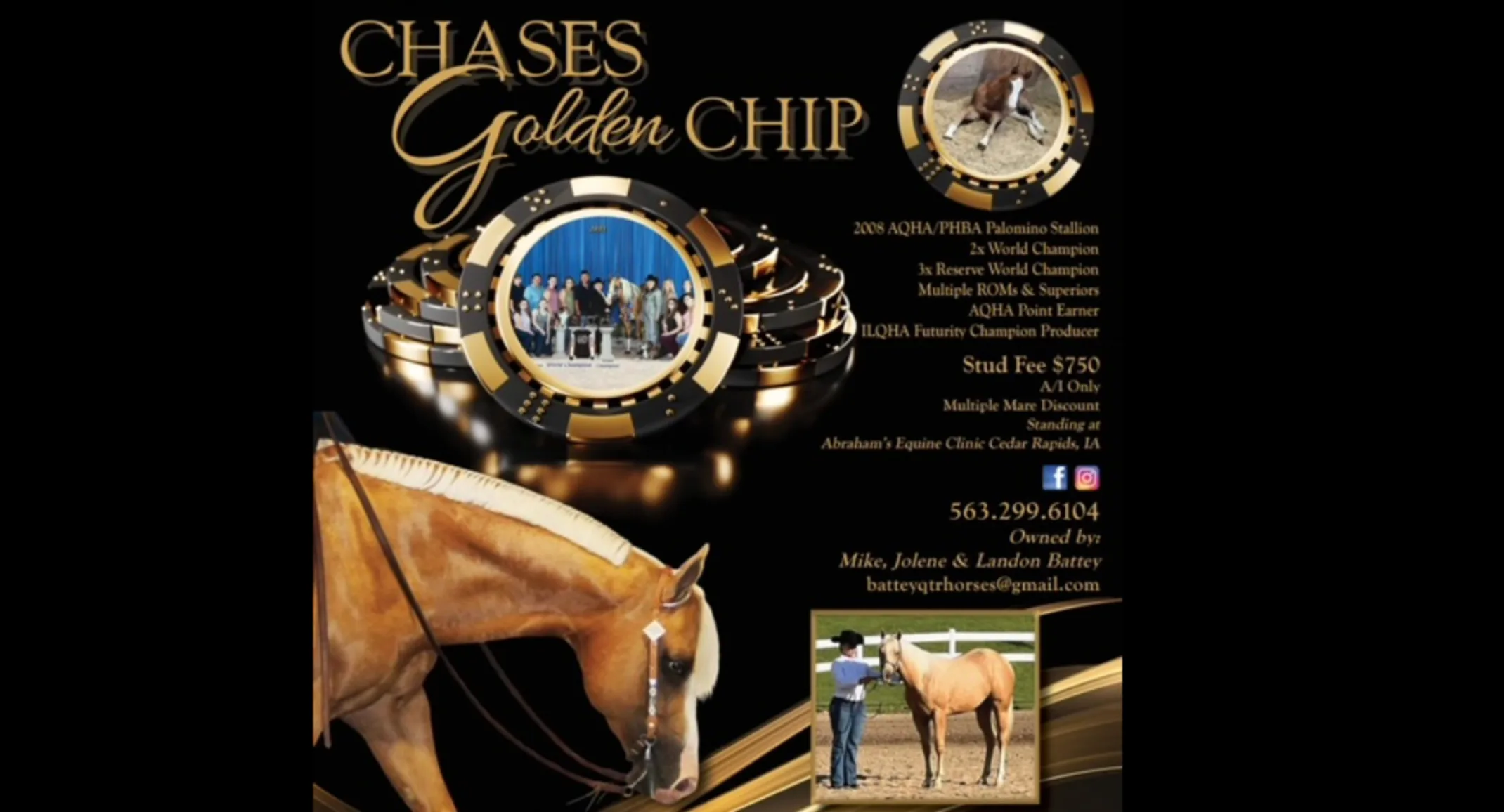 Chases Golden Chip, a light brown horse