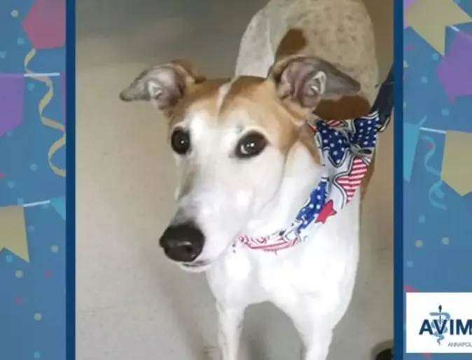 A tan and white dog wearing a red, white and blue handkerchief around it's neck A tan and white dog wearing a red, white and blue handkerchief around it's neck