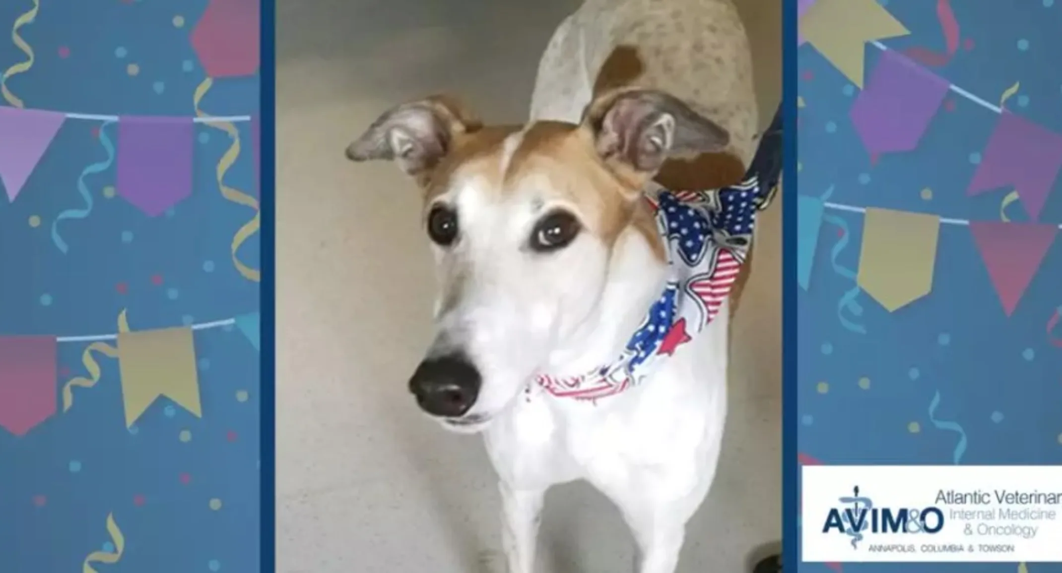 A tan and white dog wearing a red, white and blue handkerchief around it's neck A tan and white dog wearing a red, white and blue handkerchief around it's neck