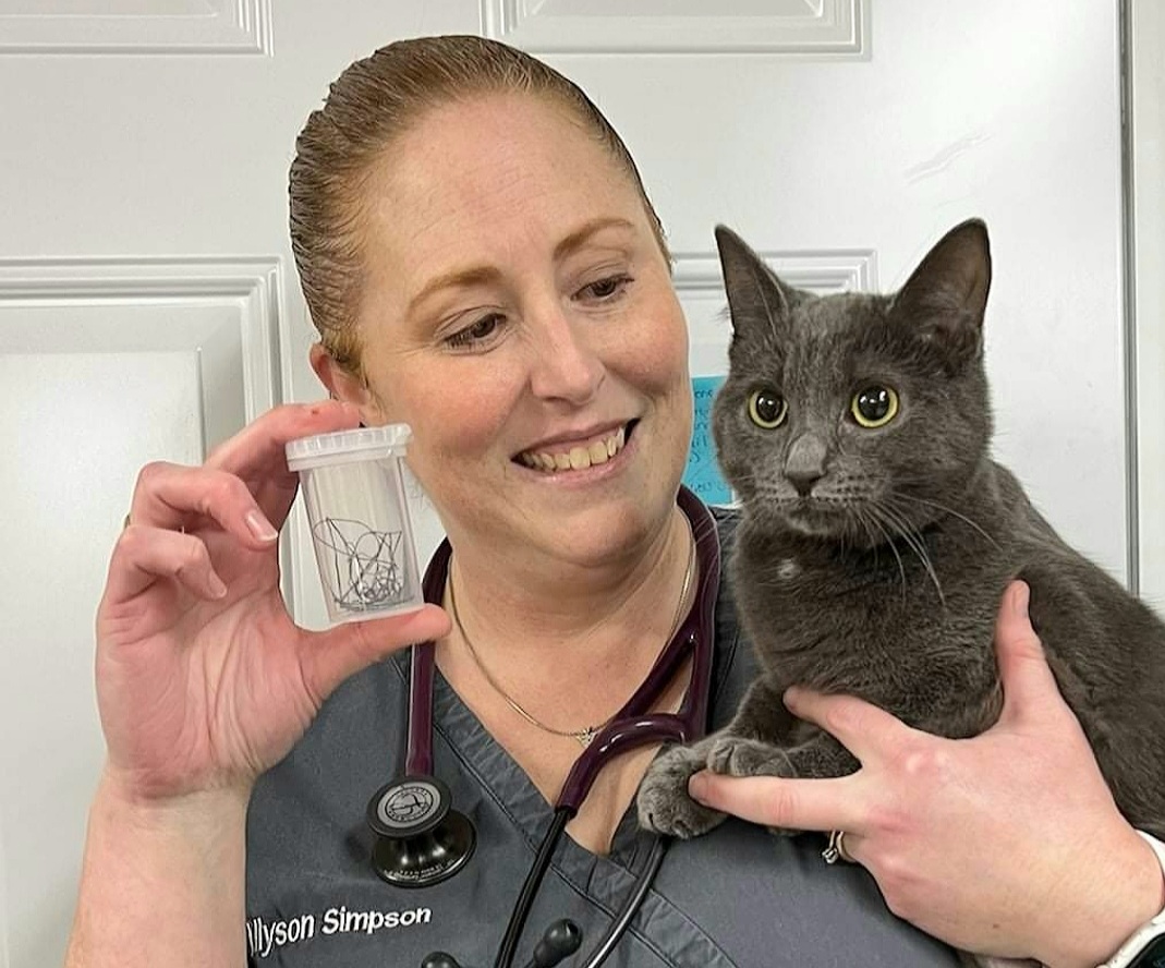 Williamstown Veterinary Services staff member Allyson holding a dark grey cat