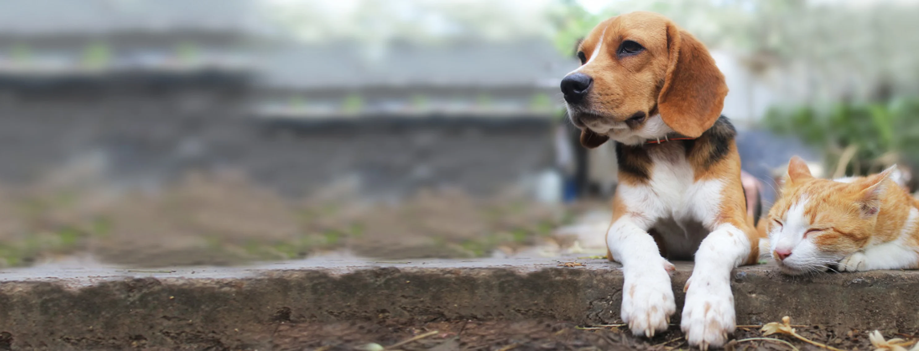 Cat and Dog Lying on a Wall