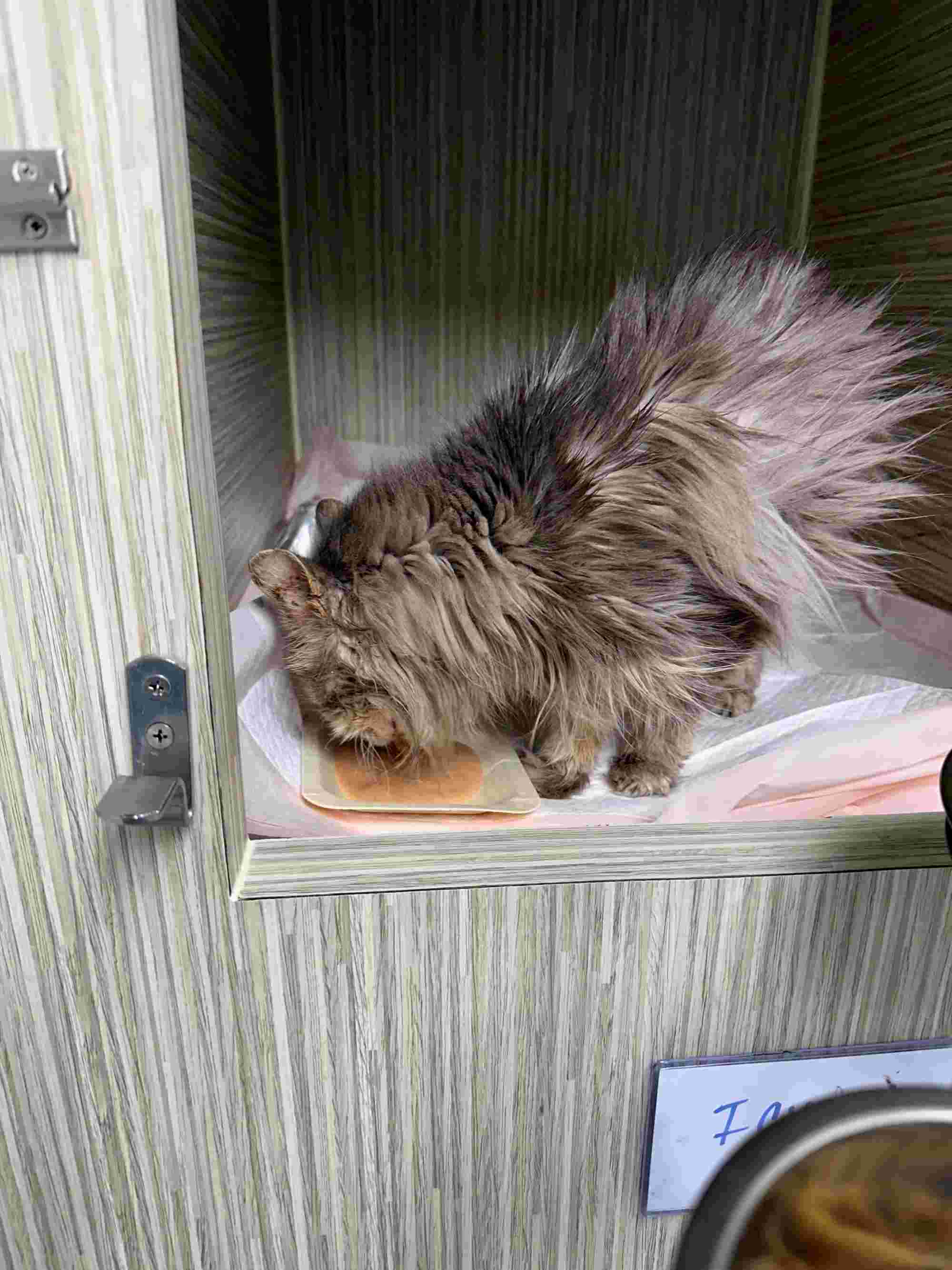 Cat Patient Eating Wet Food