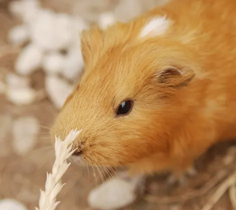 Guinea pig nibbling on wheat