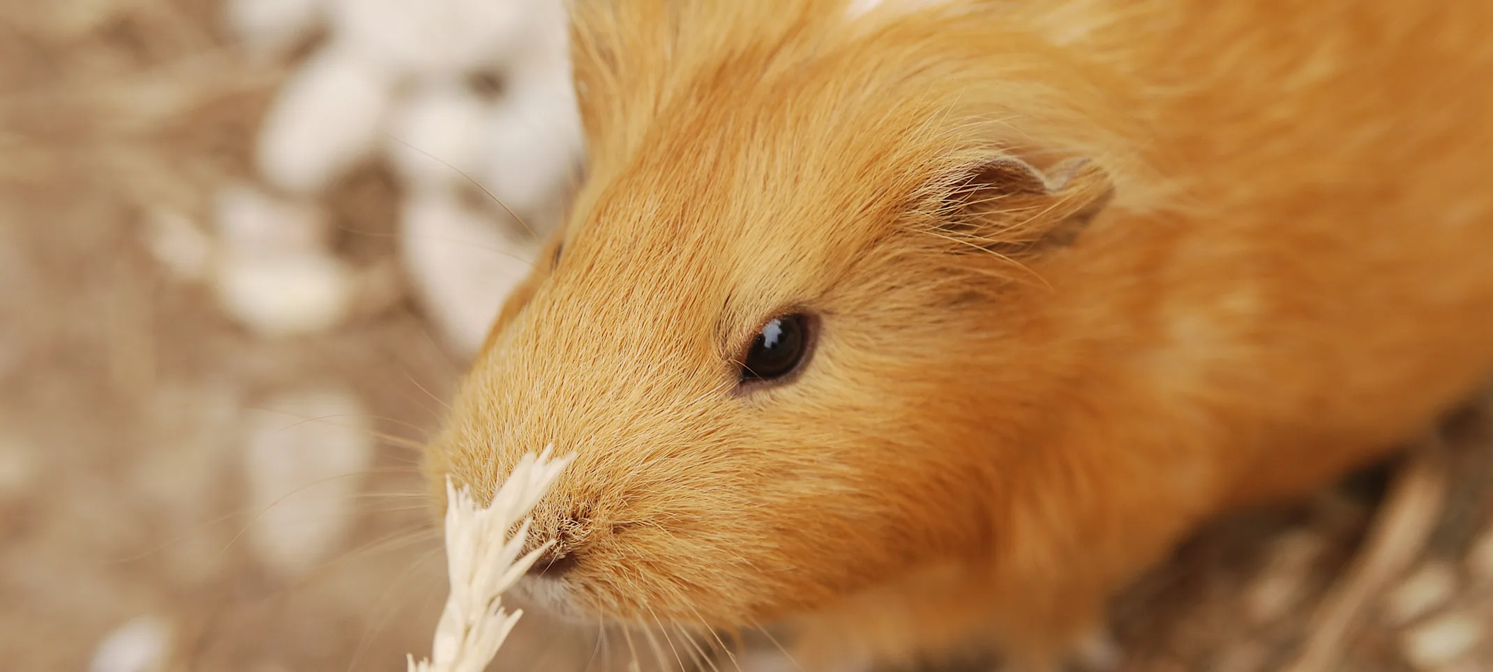 Guinea pig nibbling on wheat Guinea pig nibbling on wheat