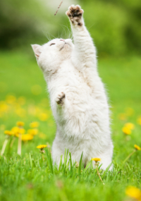 Cat playing with a branch in the grass