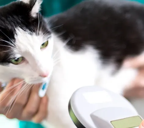 Veterinary staff scanning a cat