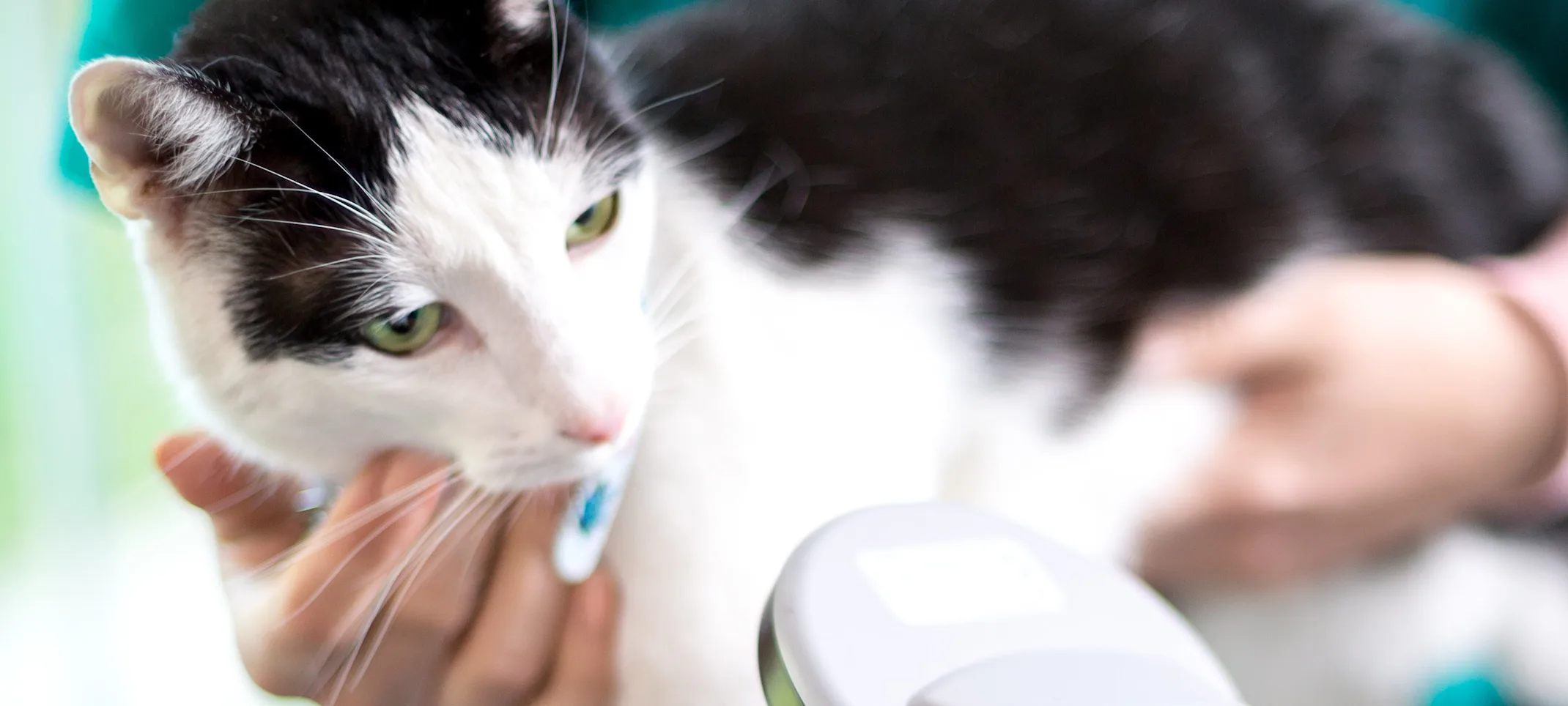 Veterinary staff scanning a cat