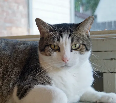 Cat sitting staring into the camera Cat sitting staring into the camera