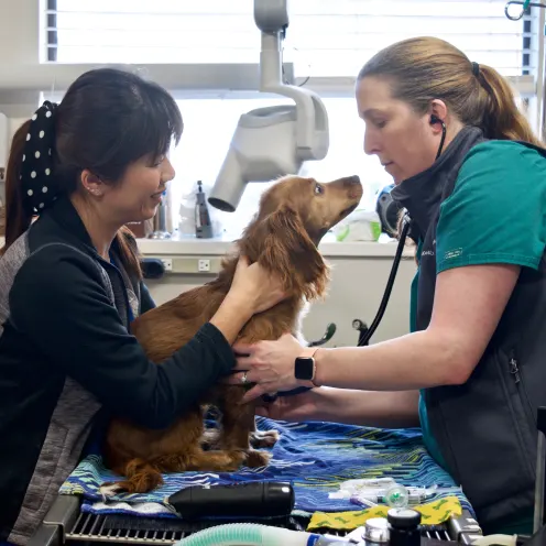 Dog receiving special medical treatment from veterinary staff at East Valley Veterinary Clinic