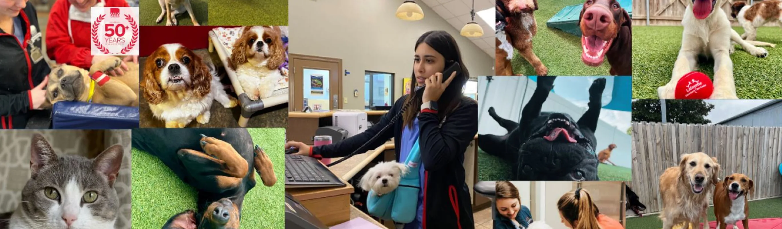 Collage of pets at Lafayette Veterinary Care Center Collage of pets at Lafayette Veterinary Care Center