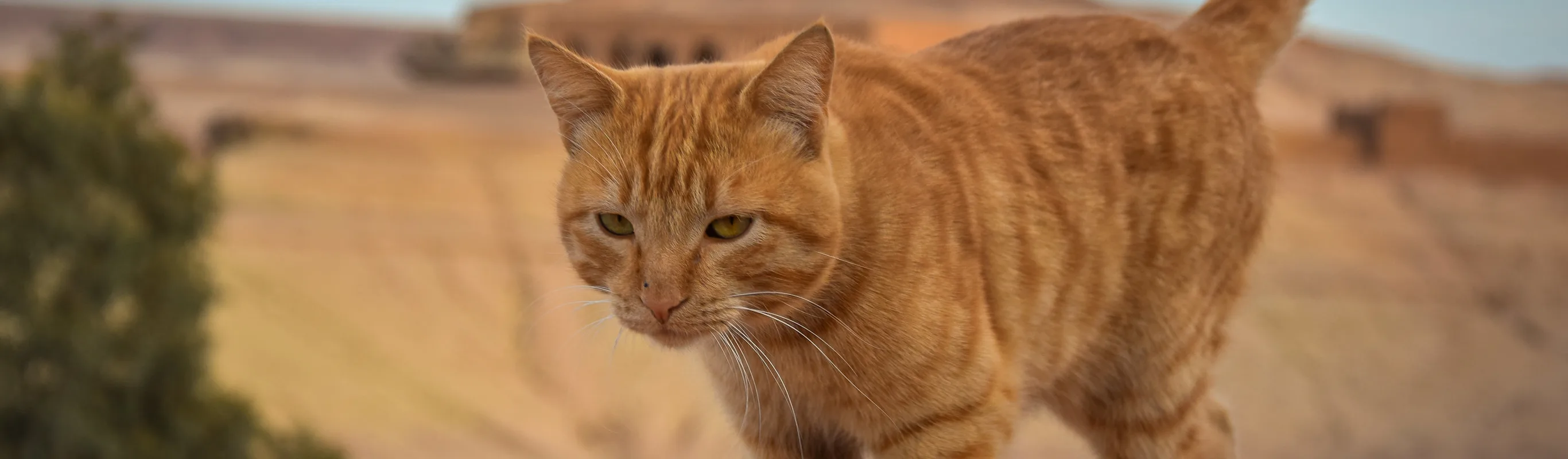 Cat walking by canyon