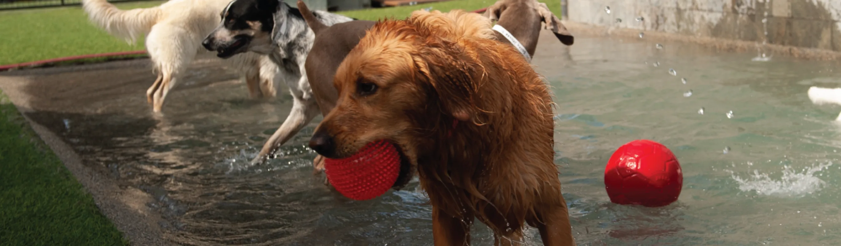 Dog in pool playing Dog in pool playing