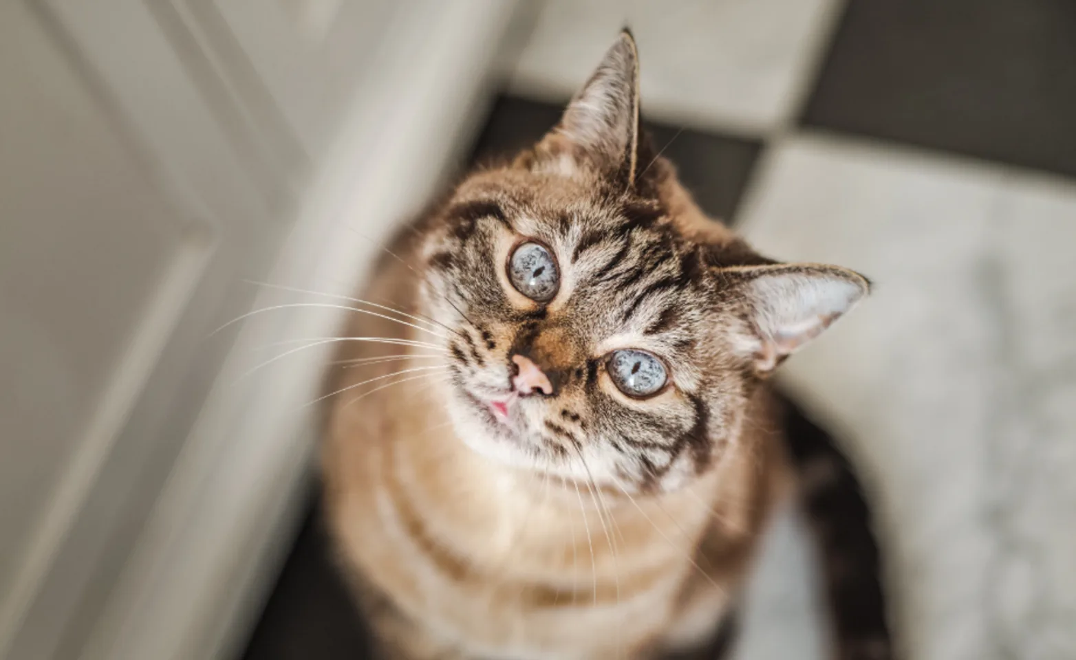 Brown cat with gray eyes sitting on a checkered floor