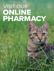 Cat sitting in the grass