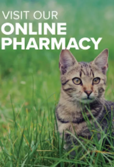 Cat sitting in the grass Cat sitting in the grass