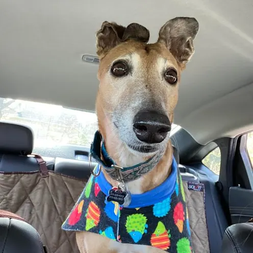 Daisy Favinger 10/4/2010 - 11/26/2024 Daisy Favinger 10/4/2010 - 11/26/2024