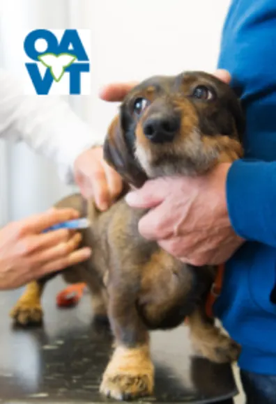 OAVT logo with someone holding a dog and a doctor administering a shot OAVT logo with someone holding a dog and a doctor administering a shot